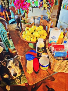 rescue-dog-in-animal-refuge-kitchen