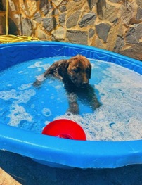 pup-bath-in animal-refuge