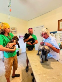 animal-refuge-veterinarian-vaccinating-pup