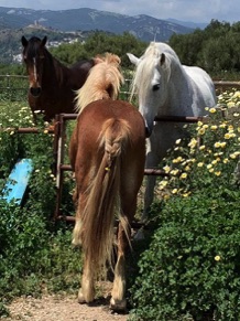 The-rescued-horses