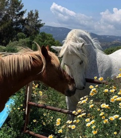 The-rescued-horses