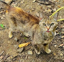 animal refuge cat