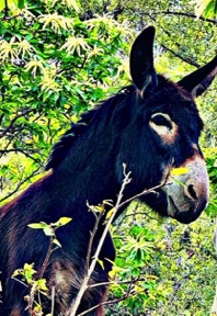 animal refuge donkey