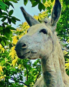 animal refuge donkey