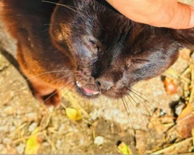 animal refuge cat