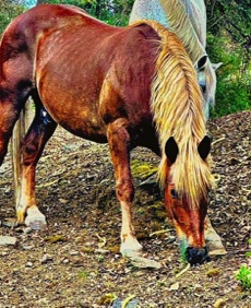 animal refuge horse